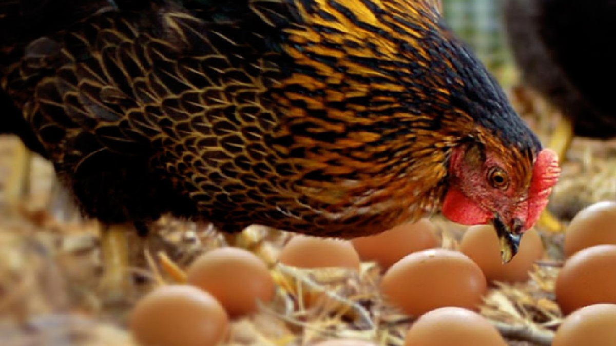 দাম বেড়েছে মুরগির, স্বস্তি নেই ডিমের বাজারেও