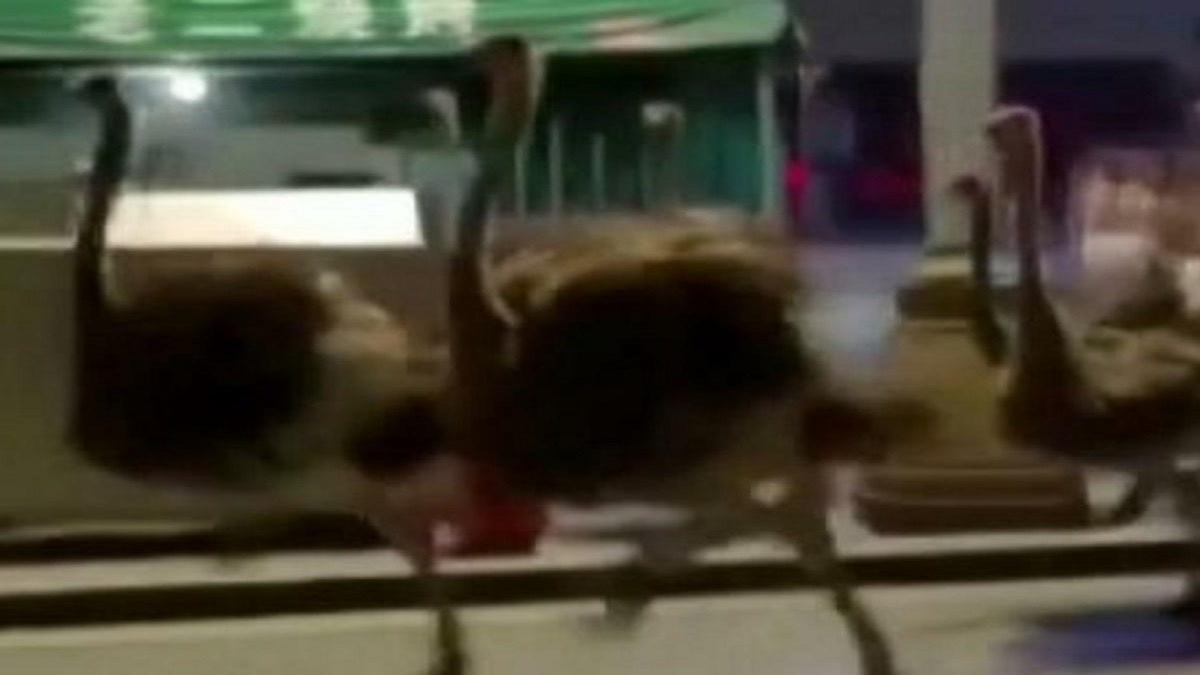 খাঁচা থেকে পালিয়েছে ৮০টি উটপাখি, হুলস্থুল চীনে