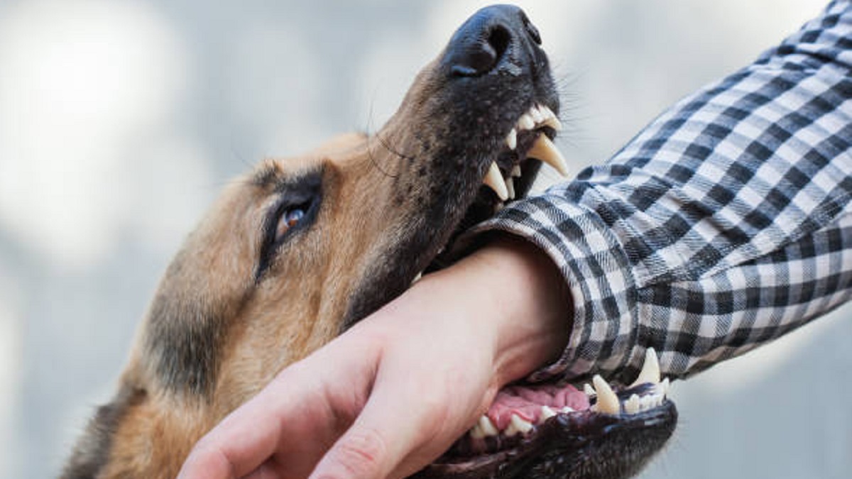 ব্রাহ্মণবাড়িয়ায় পাগলা কুকুরের কামড়ে আহত শতাধিক