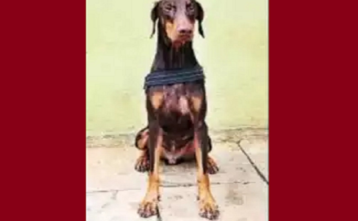 ঘ্রাণ শুঁকে খুনিকে খুঁজে বের করলো কুকুর