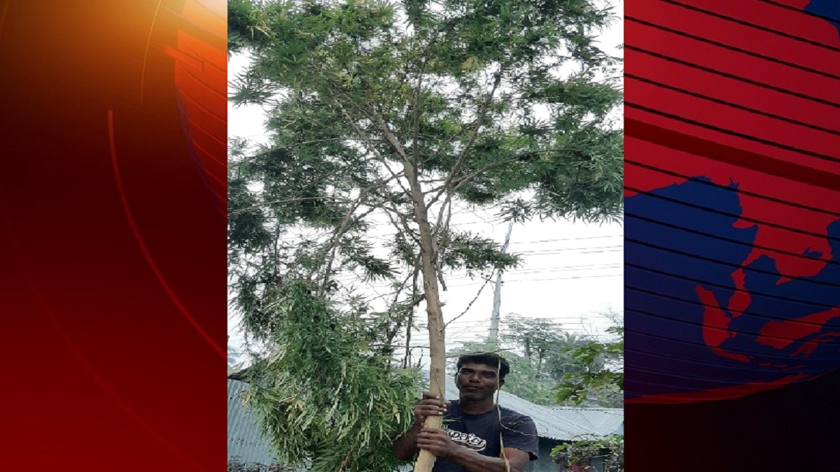 ঈশ্বরদীতে ১২ ফুট গাঁজা গাছ উদ্ধার