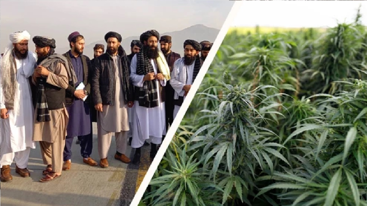 আফগানিস্তানে গাঁজা চাষে সাড়ে ৪শ মিলিয়ন ডলার বিনিয়োগ করবে জার্মানি