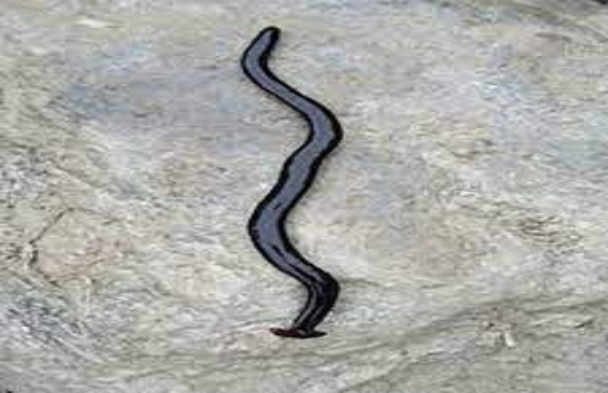 শিকারকে তরলে পরিণত করতে পারে যে বিষাক্ত প্রাণী