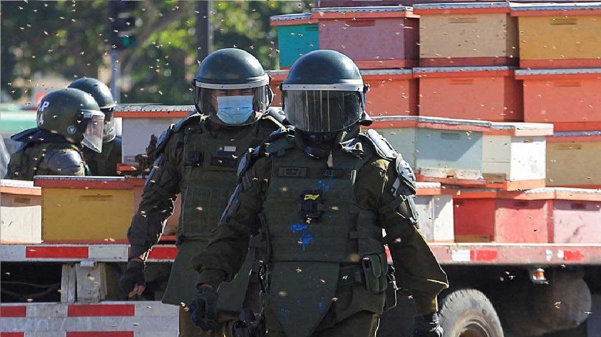 বিক্ষোভের হাতিয়ার যখন লাখ লাখ মৌমাছি