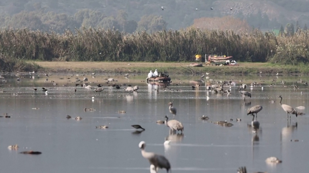 ইসরায়েলে শত শত পাখির মৃত্যু, এখনও নিয়ন্ত্রণে আসেনি পরিস্থিতি