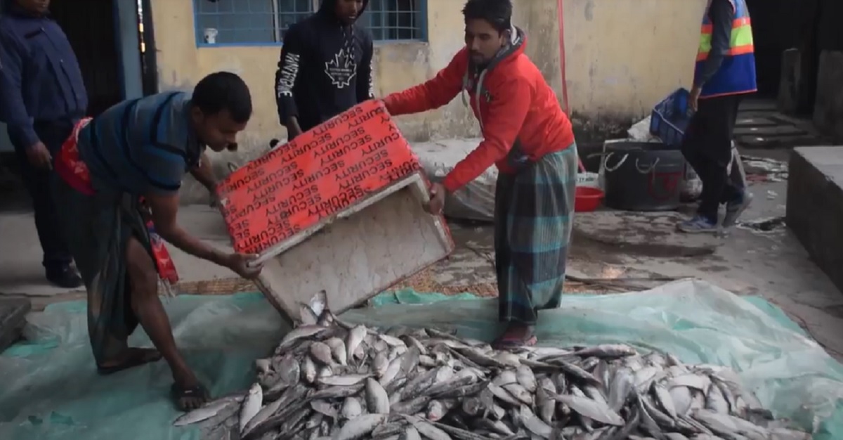 মুন্সিগঞ্জে পরিত্যক্ত অবস্থায় ৩০ মণ জাটকা উদ্ধার