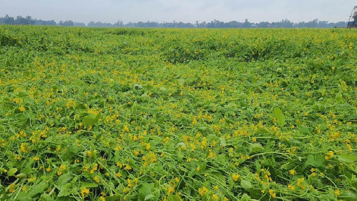 কাটুই পোকার আক্রমণে সরিষা চাষির সর্বনাশ