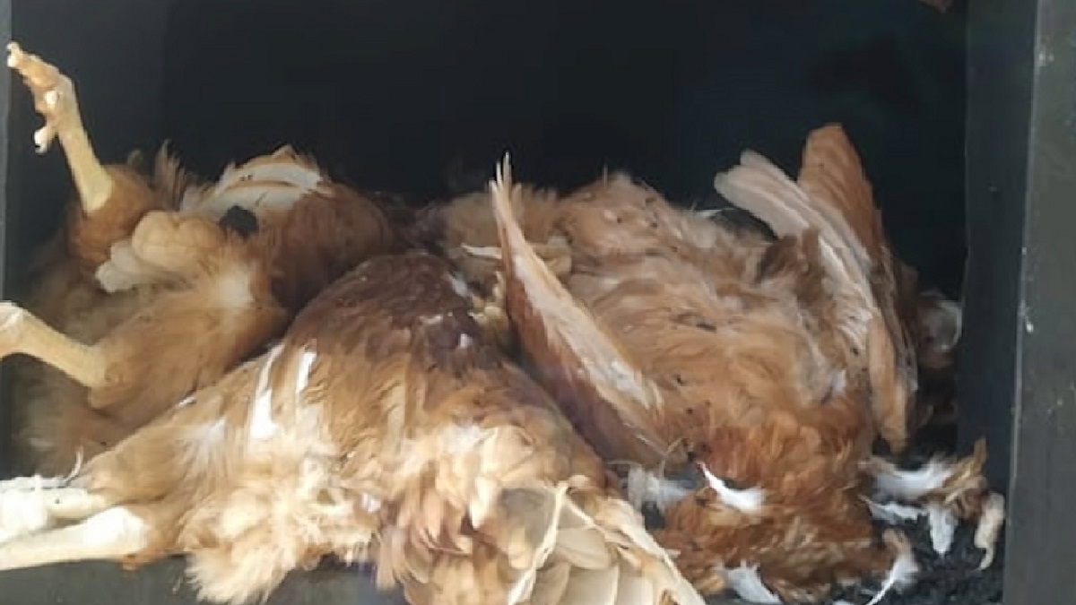 কিশোরগঞ্জে খামারে খামারে মড়ক