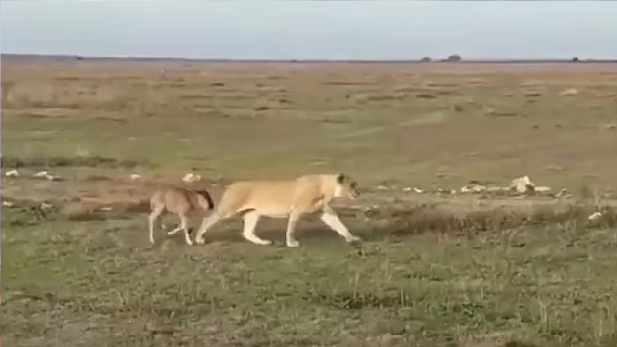 দলছুট বাছুরকে না খেয়ে মায়ের কাছে ফিরিয়ে দিলো সিংহী!