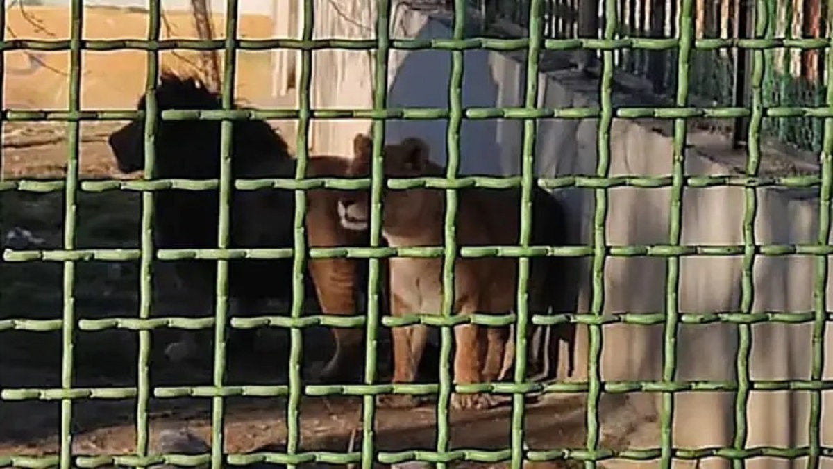 গার্ডকে মেরে সঙ্গীসহ পালালো সিংহী