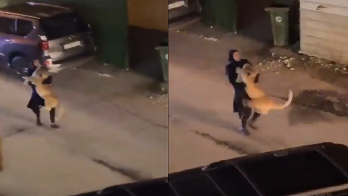 সিংহ কোলে নিয়ে রাস্তায় বেড়ালেন নারী!