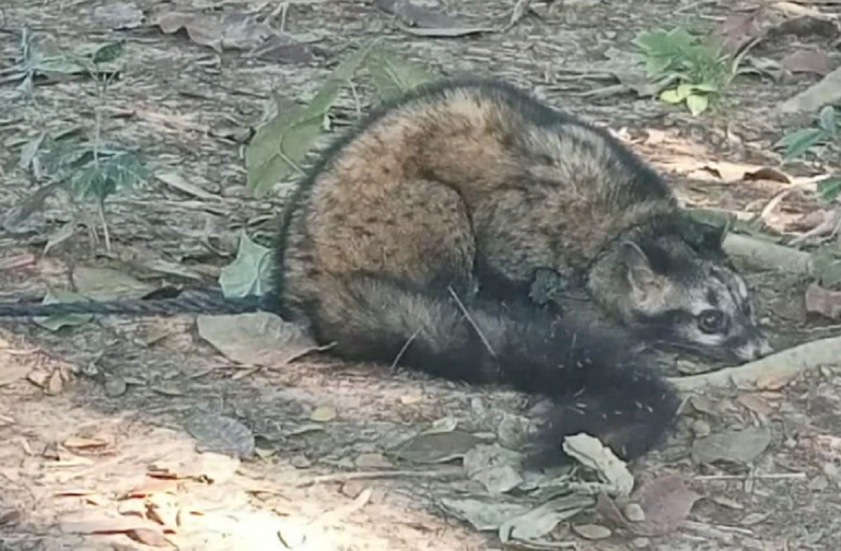 মাদারীপুরে বিরল প্রজাতির প্রাণী উদ্ধার