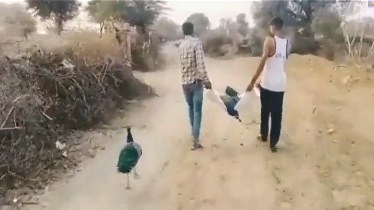 সঙ্গী হারিয়ে বন ছেড়ে বেরিয়ে এলো ময়ূর