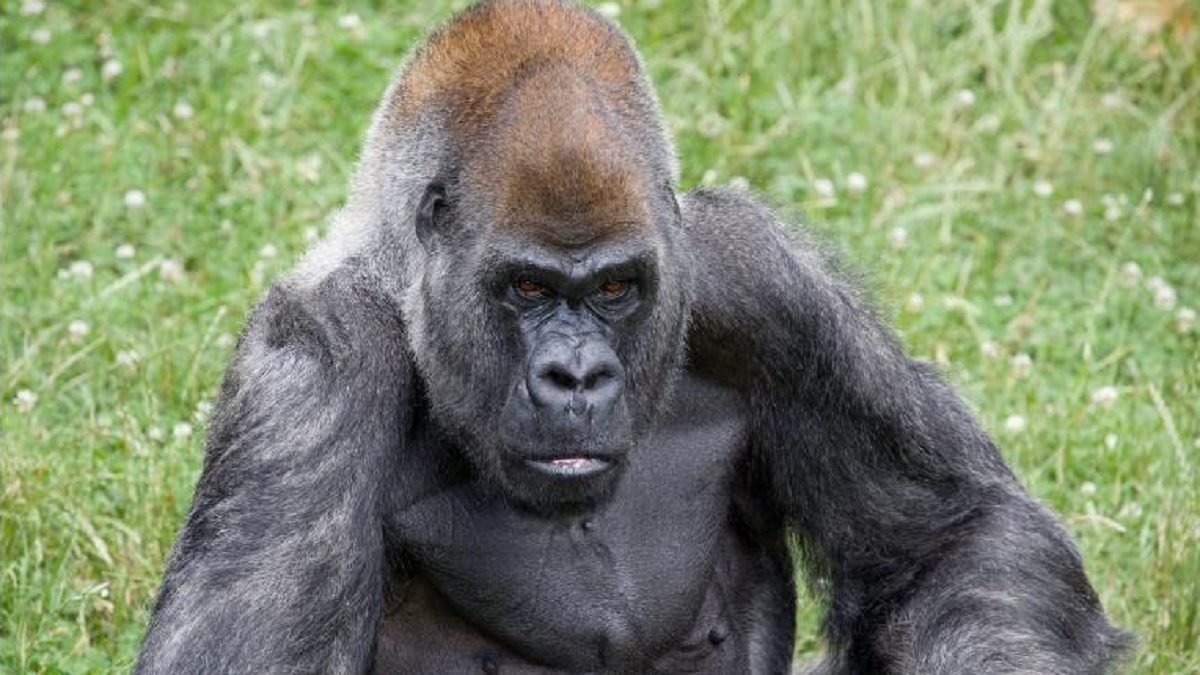 সবচেয়ে বয়স্ক গরিলার মৃত্যু