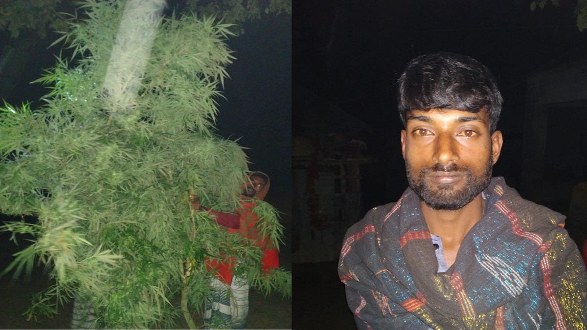 পাবনায় বিশালাকৃতির ২টি গাঁজা গাছ উদ্ধার, চাষী আটক