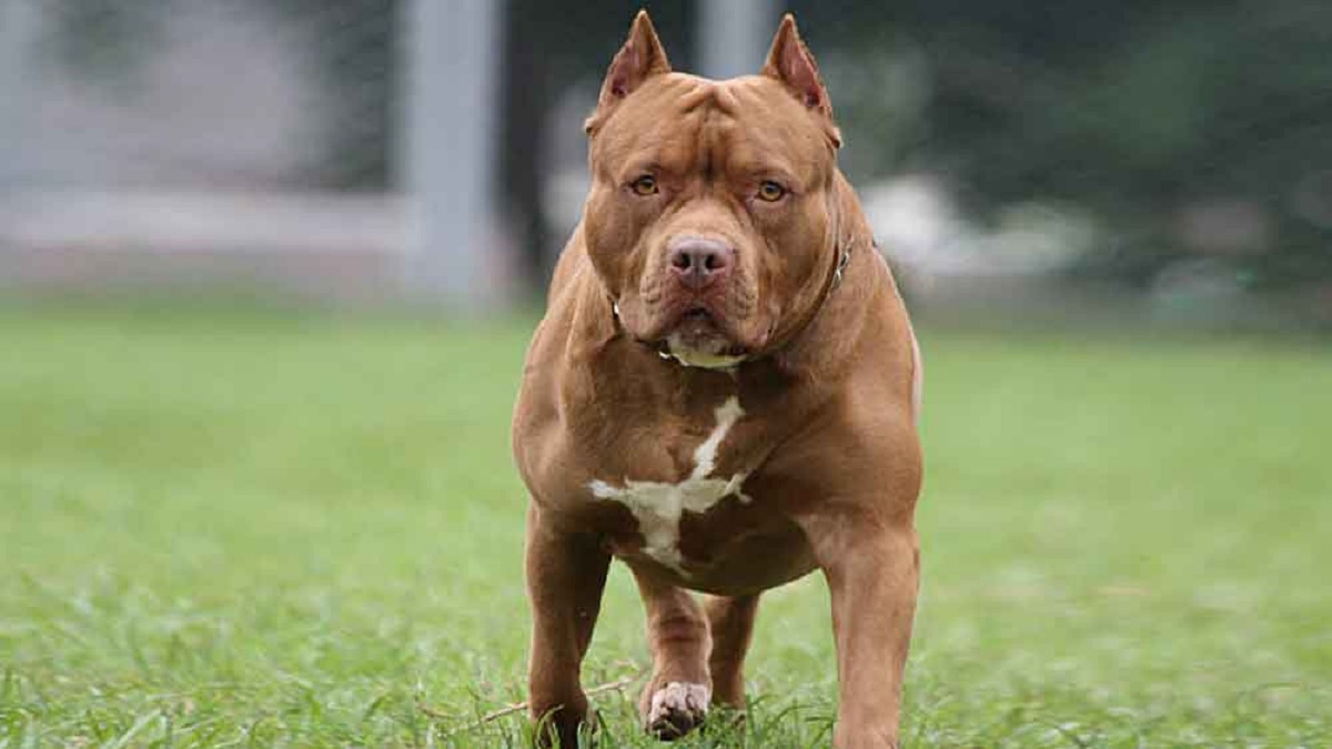 ঝগড়ার সময় প্রতিবেশীর শিশুর ওপর কুকুর লেলিয়ে দিলেন মালিক!