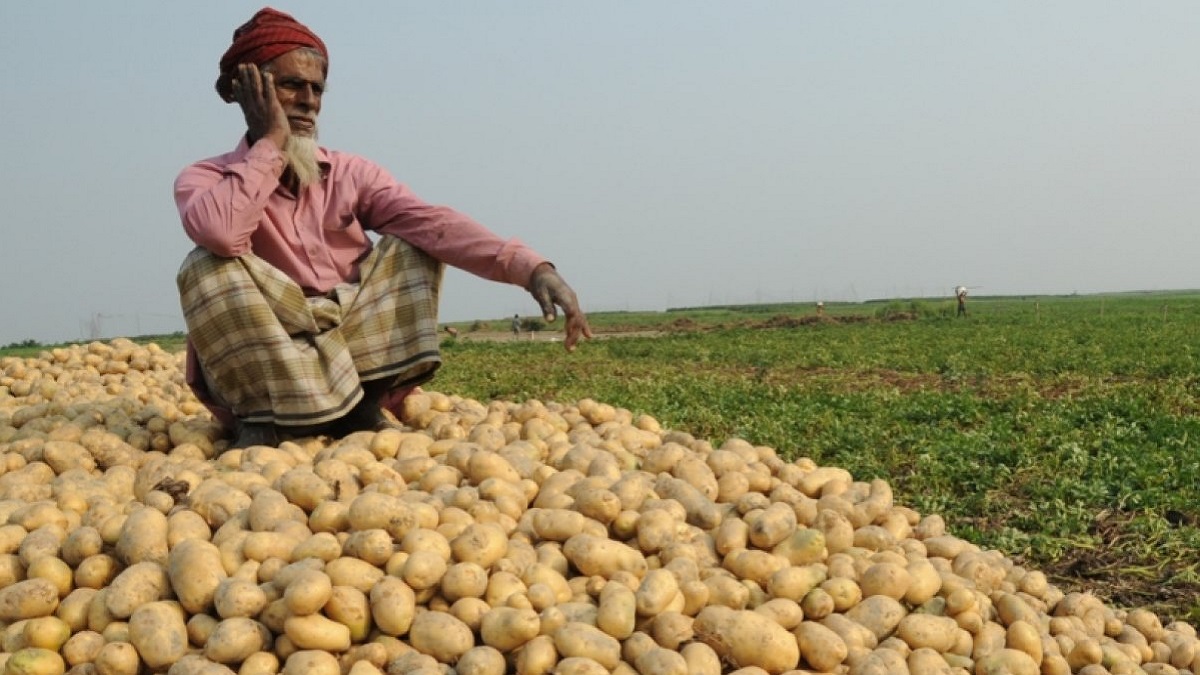 আলু বিক্রি করে উঠছে না উৎপাদন খরচের অর্ধেকও, কৃষকের মাথায় হাত