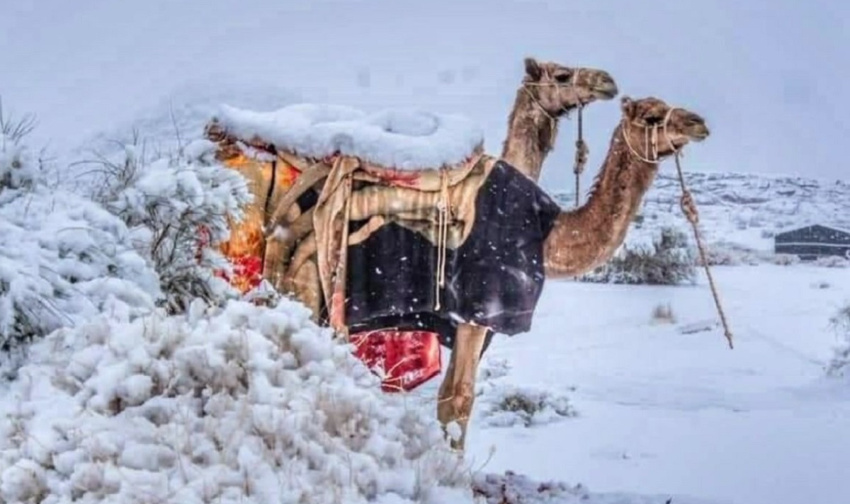 তীব্র ঠান্ডায় জমে বরফ উটের চোখের পানিও, ভিডিও ভাইরাল (ভিডিও)