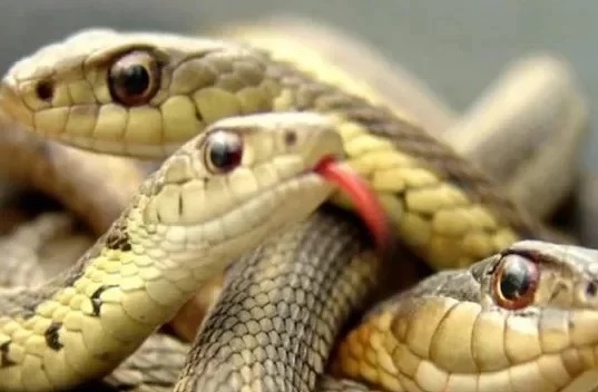 বাড়িতে ১২৪টি সাপের হামলা! মর্মান্তিক পরিণতি বাড়ির মালিকের