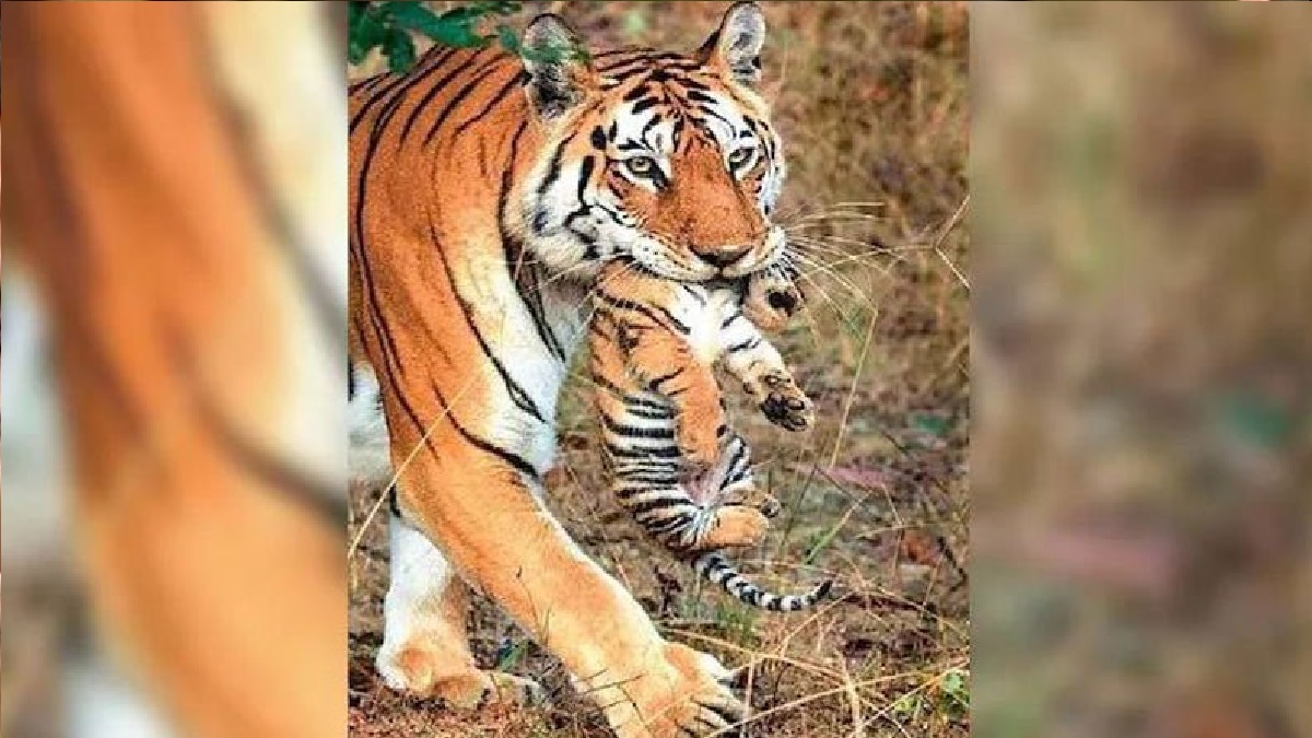 মারা গেল ২৯টি শাবক জন্ম দেয়া সেই ‘সুপার মম’