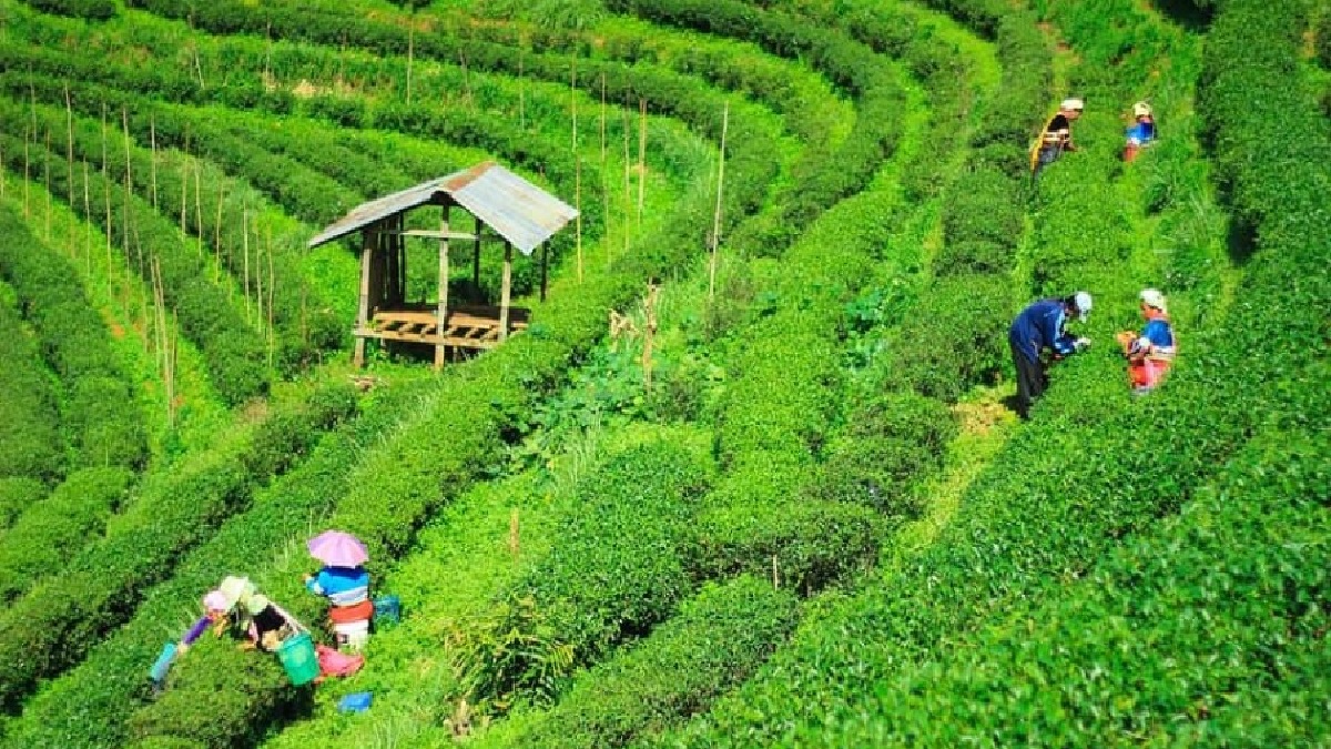 চা চাষের ১৬৮ বছরের রেকর্ড ভেঙ্গে নতুন ইতিহাস গড়লো বাংলাদেশ