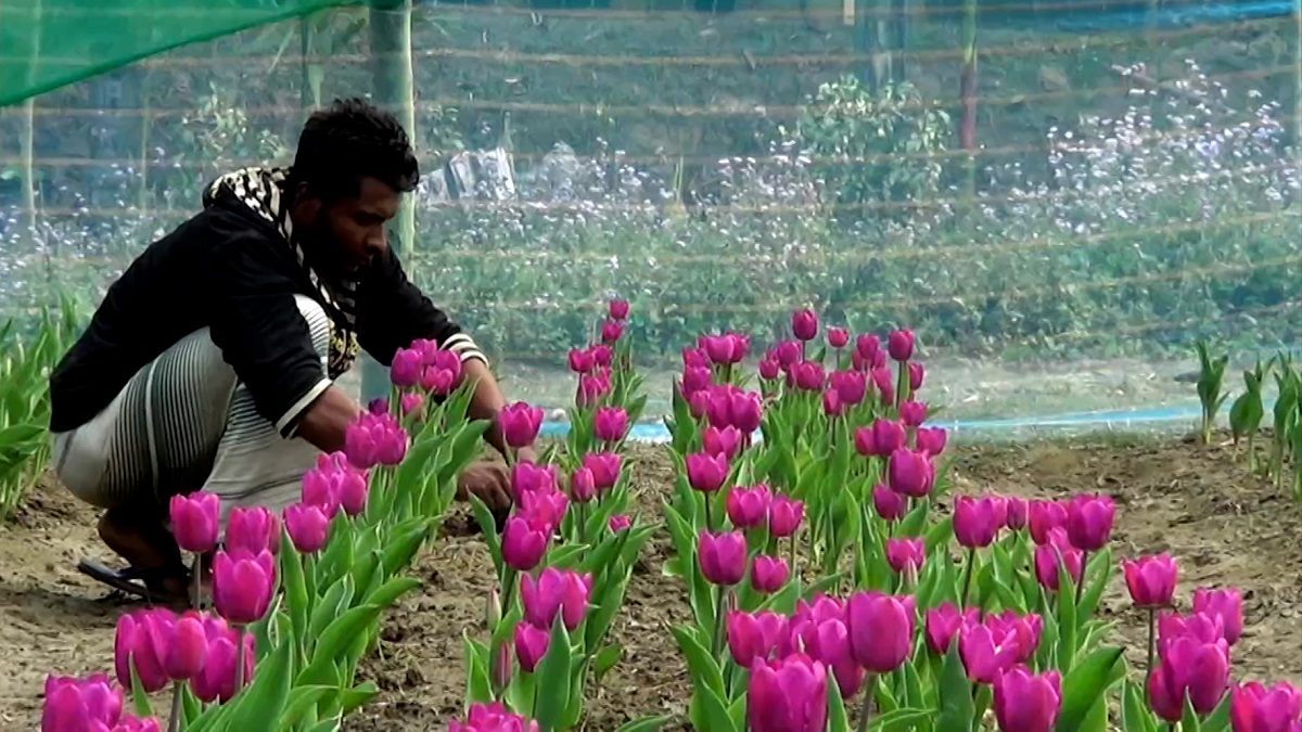 শীতের দেশের ফুল টিউলিপ ফুটছে পঞ্চগড়ে