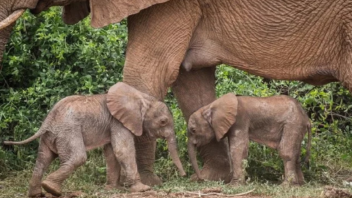 জমজ বাচ্চার জন্ম দিলো ১৬ বছরের হাতি