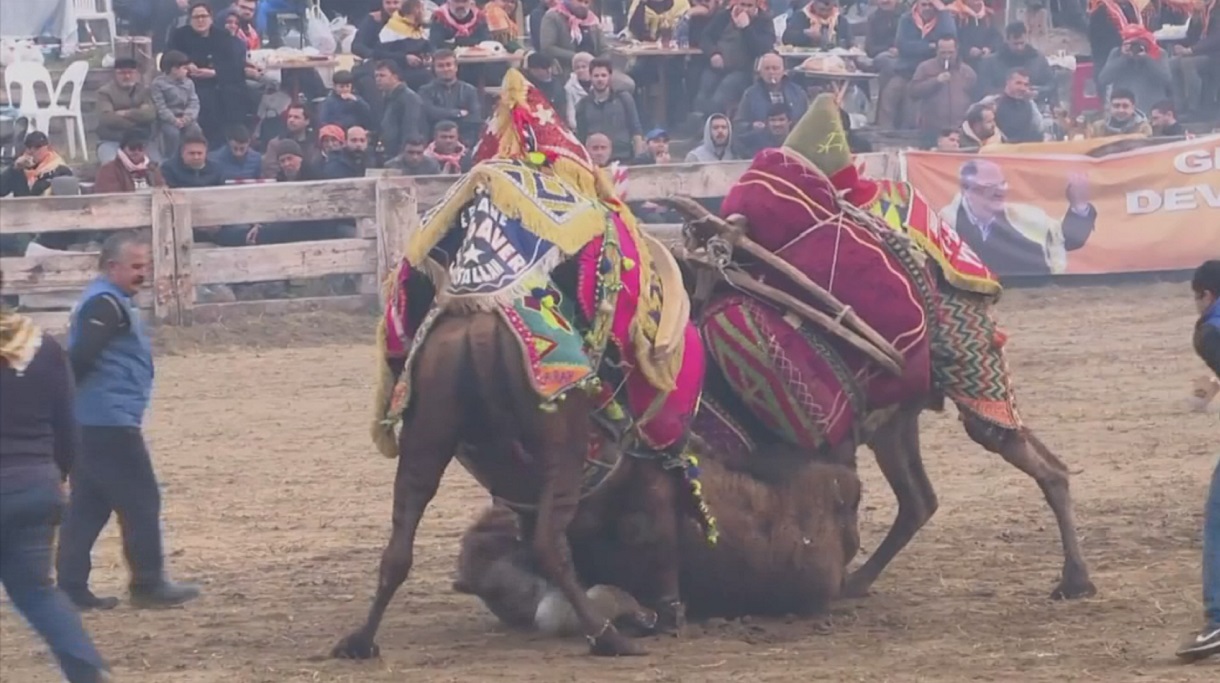তুরস্কে উটের রেসলিংয়ের সমালোচনায় প্রাণী রক্ষাকর্মী