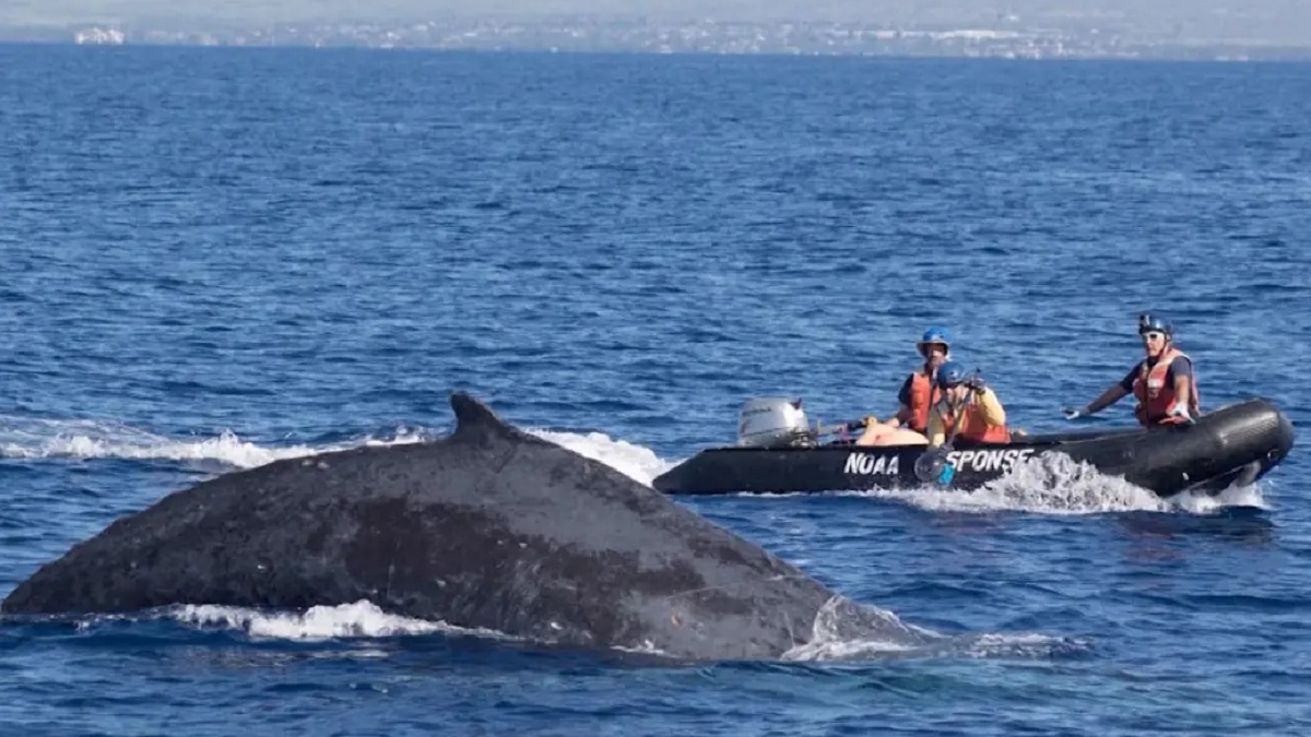 শিকারীদের কবলে পড়া হাম্পব্যাক তিমি উদ্ধার