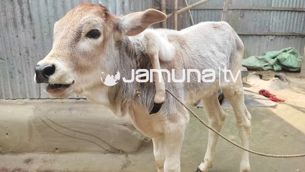 গাইবান্ধায় পাঁচ পা নিয়ে বাছুরের জন্ম