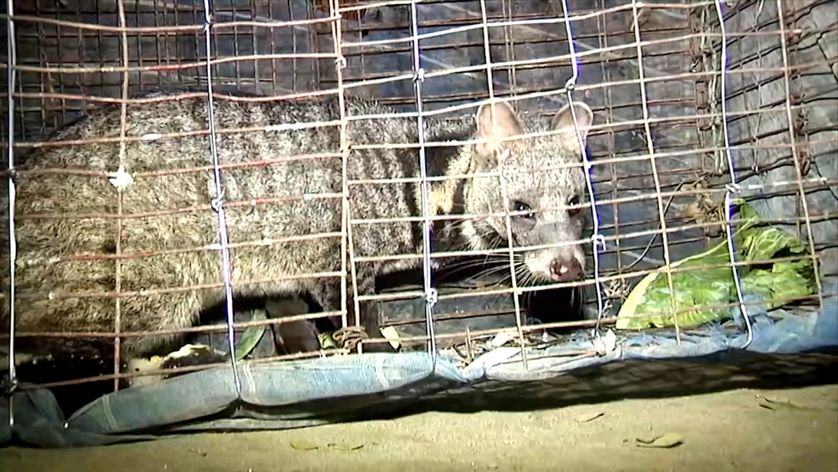 ময়মনসিংহে ‘অচেনা প্রাণী’ নিয়ে আতঙ্ক!