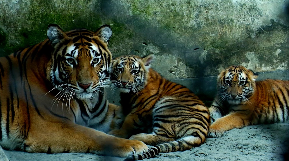 জাতীয় চিড়িয়াখানায় জন্মেছে বাঘের জোড়া শাবক