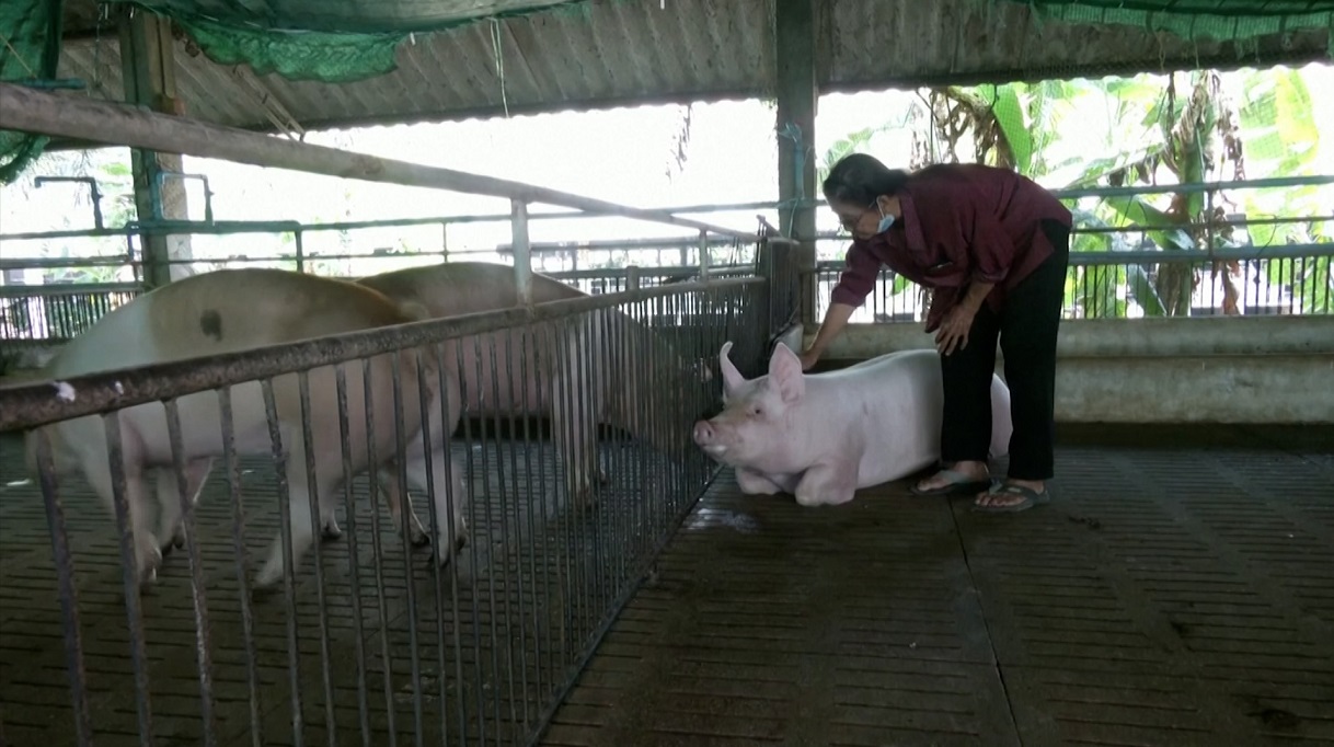 সোয়াইন ফ্লুর প্রকোপে মারা হচ্ছে হাজারো গৃহপালিত প্রাণী