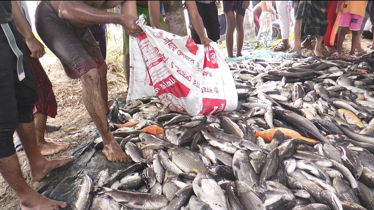 মাদারীপুরে পুকুরে দুর্বৃত্তের দেয়া বিষে মারা গেল ১৫ লক্ষ টাকার মাছ