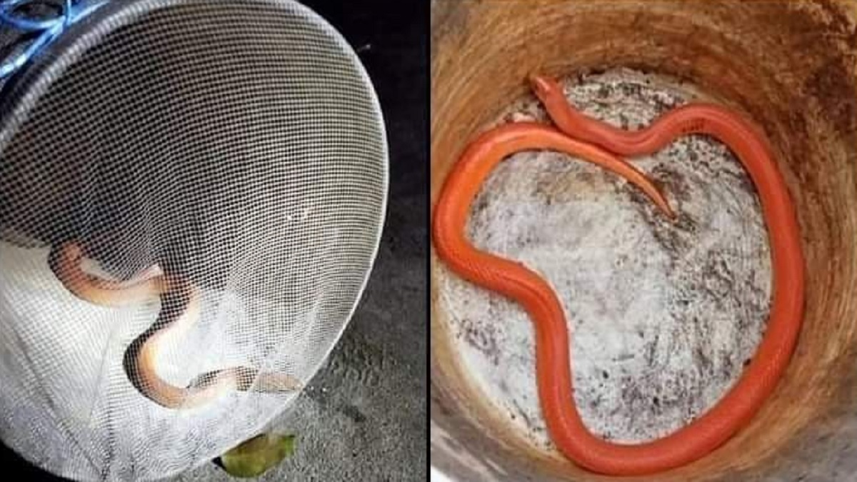 ঠাকুরগাঁওয়ে বিরল প্রজাতির ‘রেড কোরাল কুকরি’ সাপ উদ্ধার