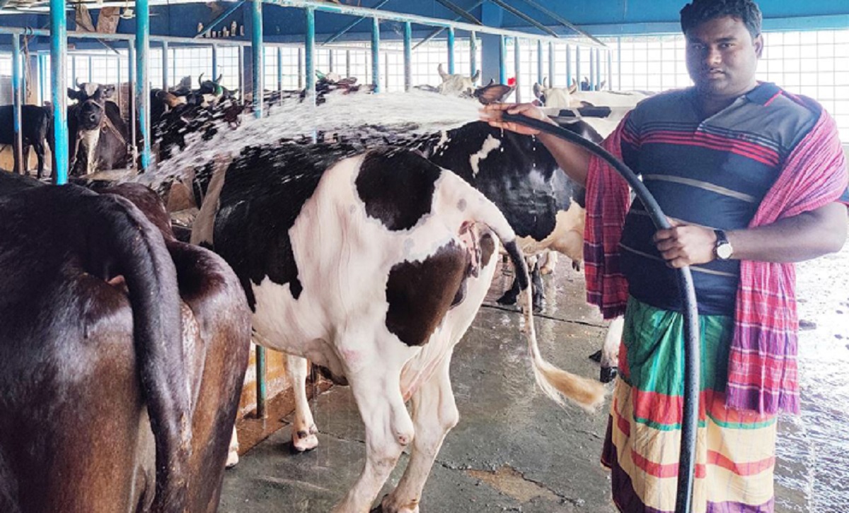 বেনাপোলে গরুর সফল খামারি নাছির