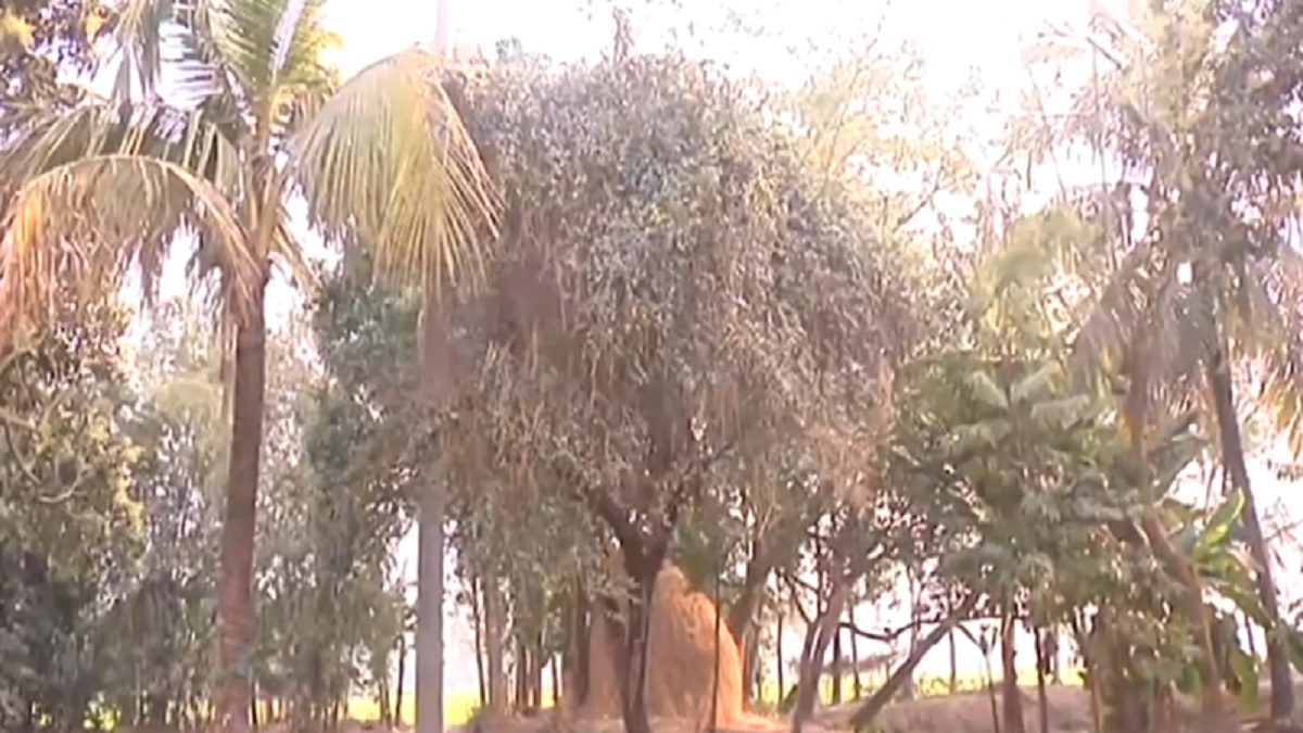 বড়ই গাছের নিচে খেলার সময় কী ঘটেছিল শিশু জেরিন ও সাবার সাথে?