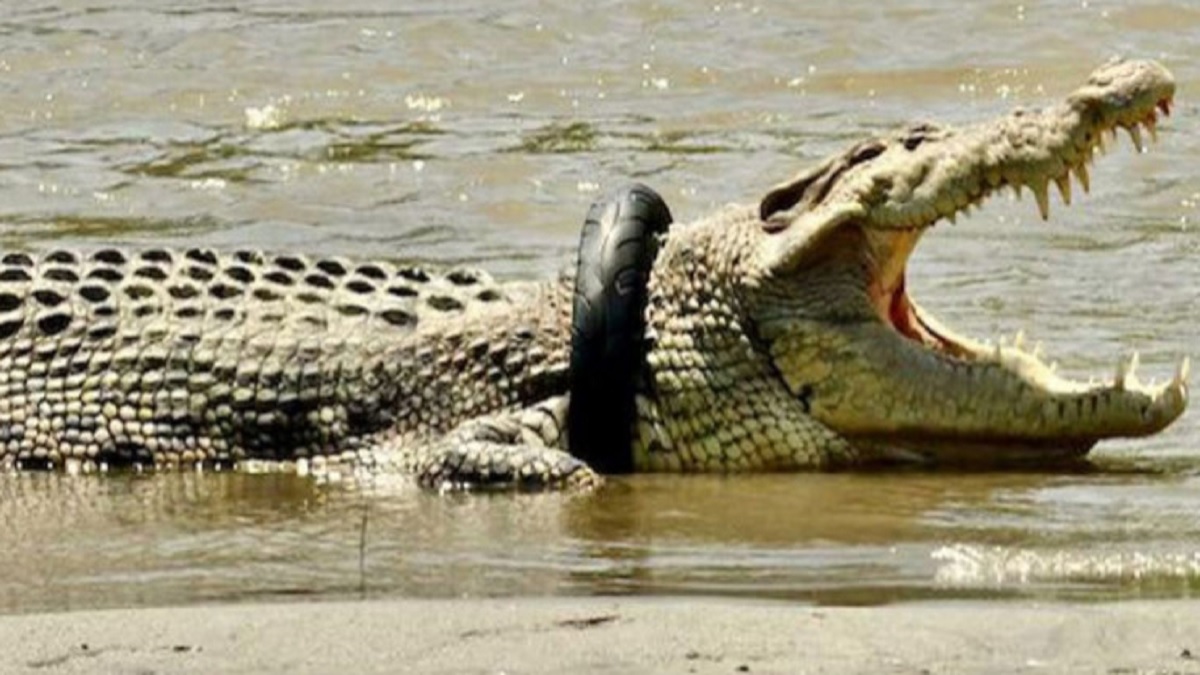 ৬ বছর ধরে গলায় আটকে টায়ার! অবশেষে মুক্তি