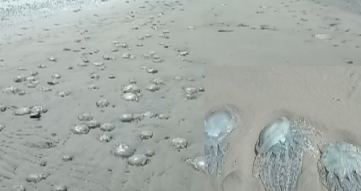 উপকূলে এসে মারা যাচ্ছে হাজার হাজার জেলিফিশ, উদ্বেগ পরিবেশবিদদের