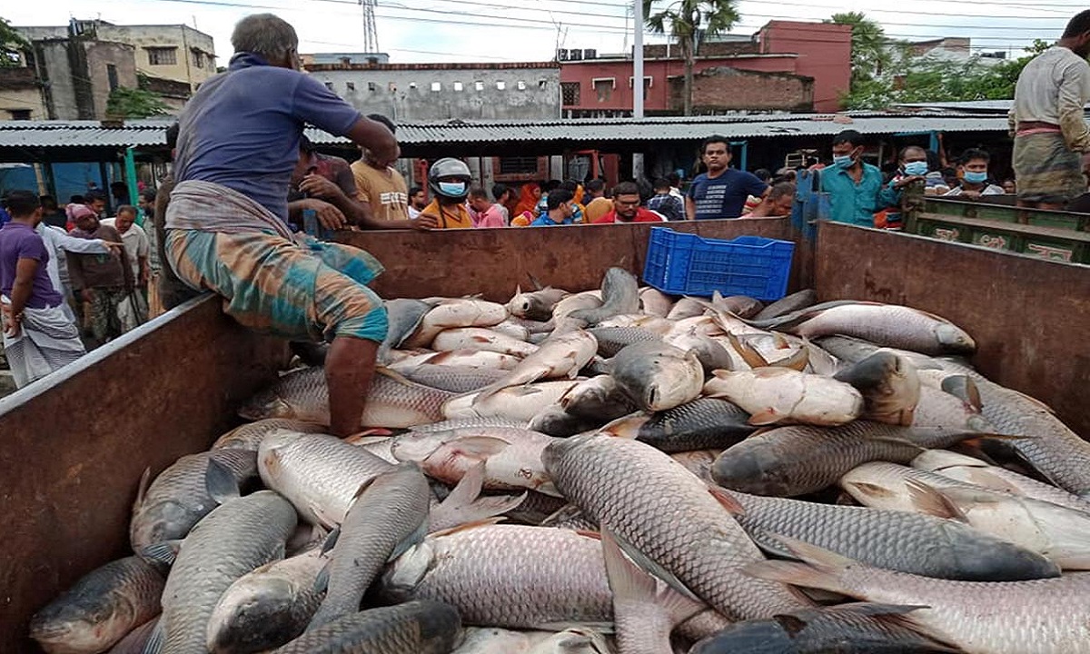 বড় মাছের দাম কেজিতে বেড়েছে একশ