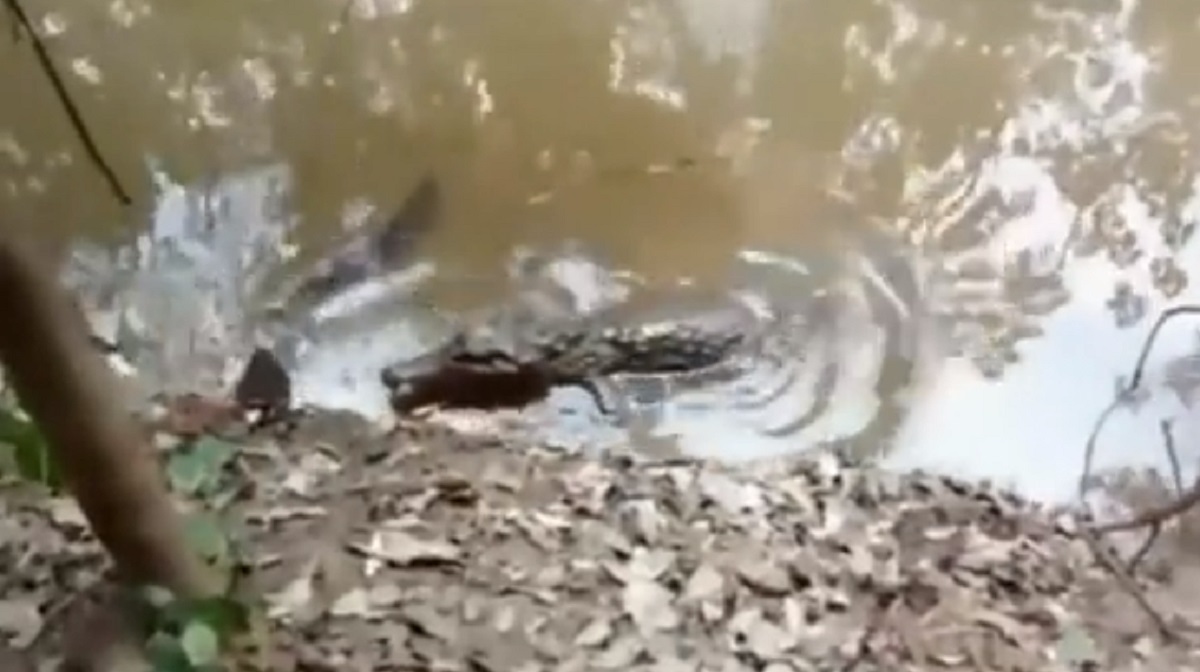 ইল শিকার করতে গিয়ে শক, ছটফট করতে করতে কুমিরের মৃত্যু (ভিডিও)