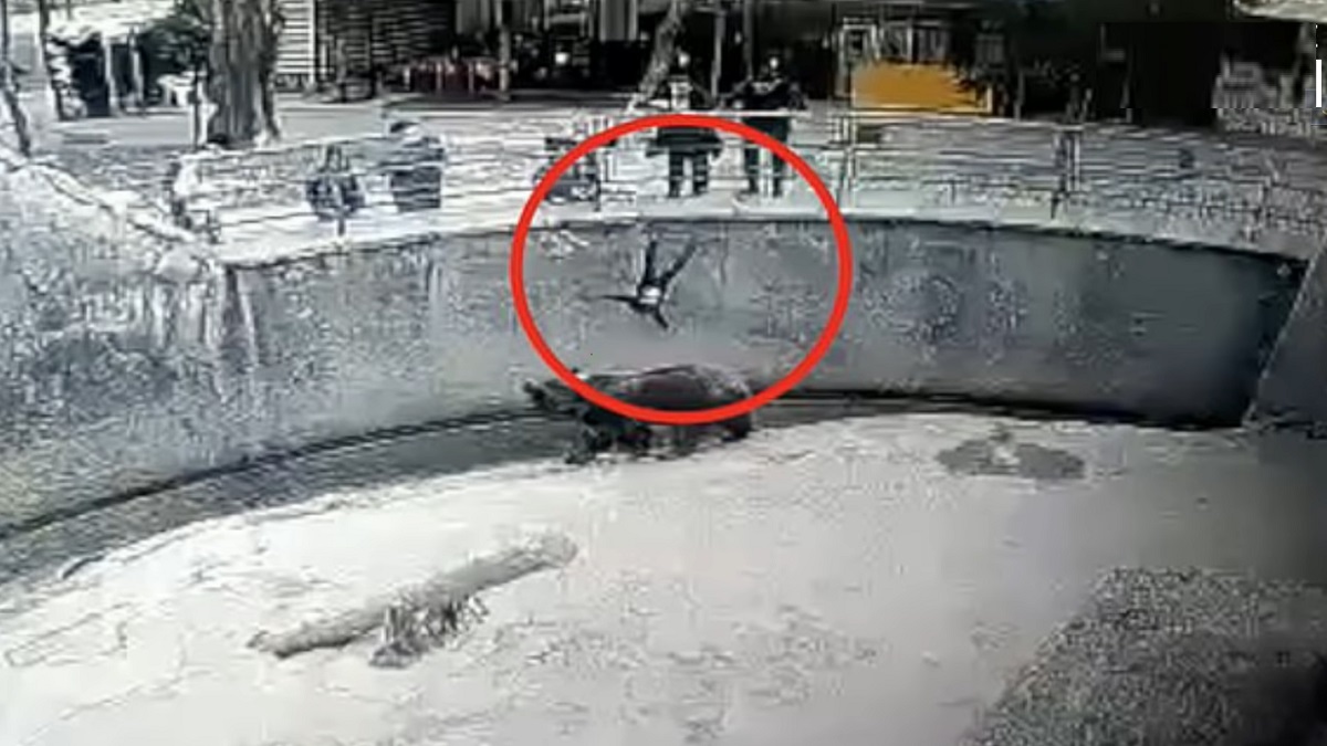 তিন বছরের বাচ্চাকে ভালুকের খাঁচায় ফেলে দিলো মা!