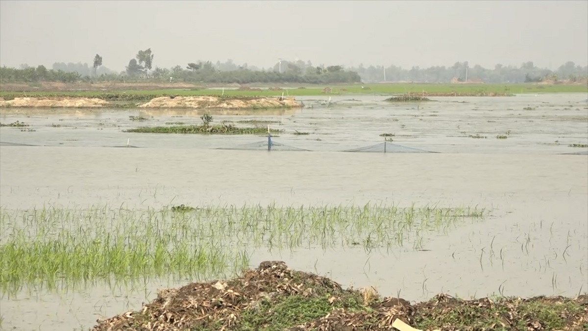 বৃষ্টিতে সব শেষ, হতাশায় নওগাঁর কৃষকরা