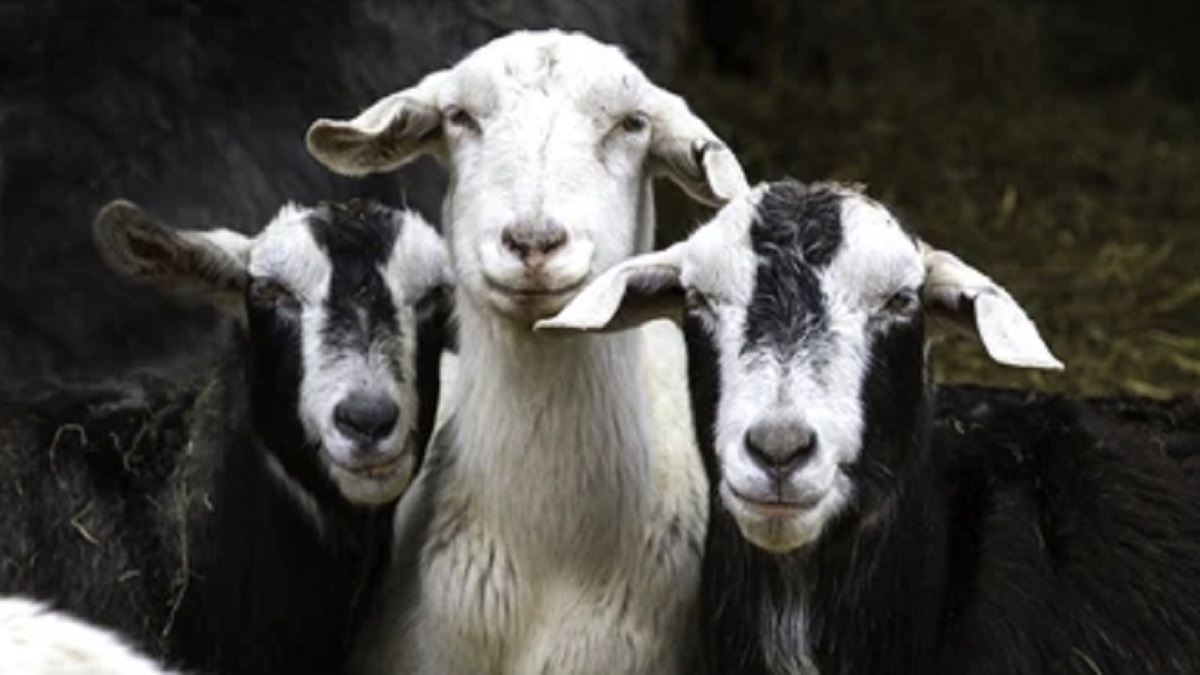 পাবনায় পুলিশ পরিচয়ে অভিনব কায়দায় কৃষকের তিনটি ছাগল নিয়ে গেল প্রতারক