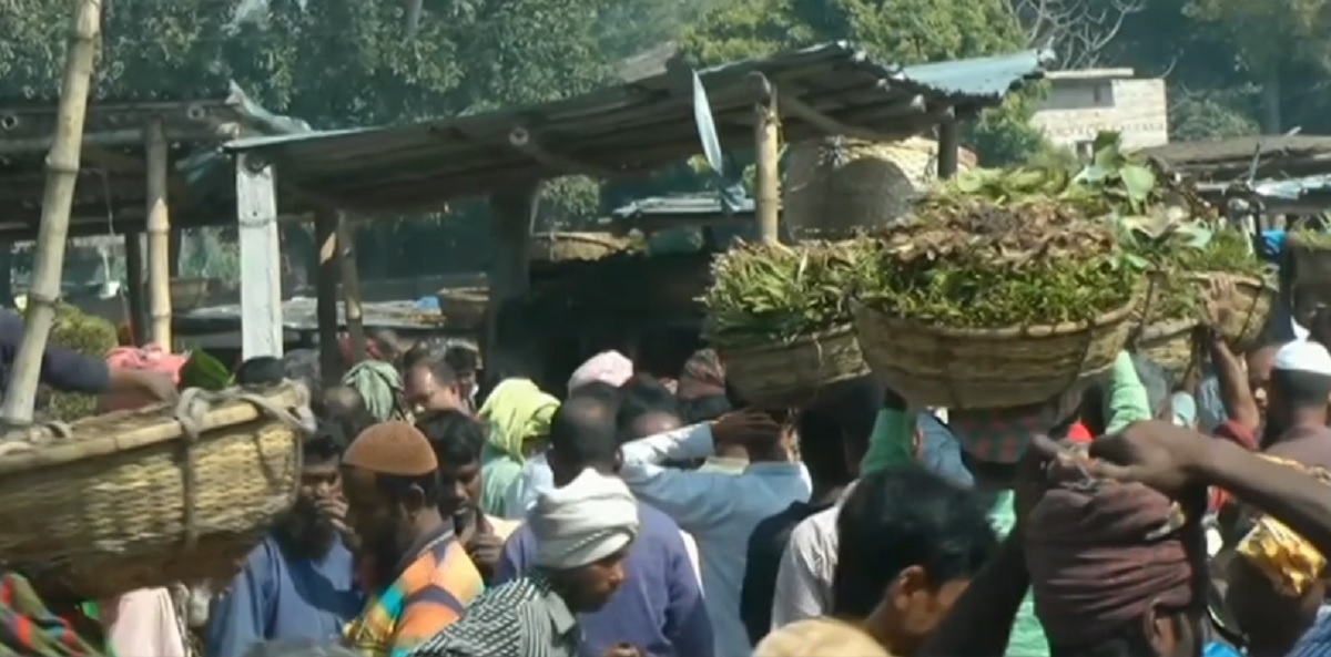 মিলছে না কাঙ্ক্ষিত দাম, চুয়াডাঙ্গায় কমছে পানের আবাদ