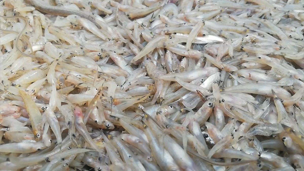 মেঘনায় পোনা মাছ নিধনযজ্ঞ, দেড়শ টাকায় বিক্রি হচ্ছে পাড়ায় মহল্লায়