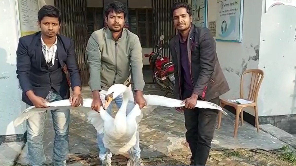 সাতক্ষীরায় বিরল প্রজাতির রাজহংসী উদ্ধার