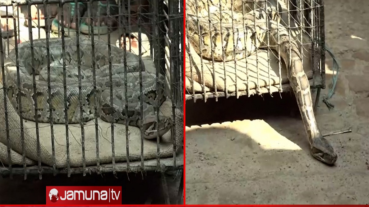 বরিশালে ৮ ফুট দৈর্ঘ্যের অজগর সাপ উদ্ধার!