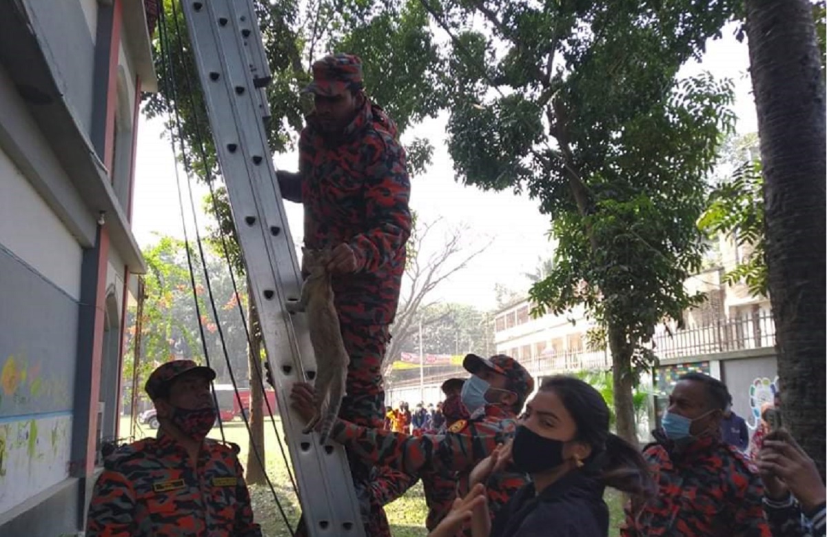 সানশেডে এক সপ্তাহ আটকে থাকা বিড়ালকে উদ্ধার করলো ফায়ার সার্ভিস