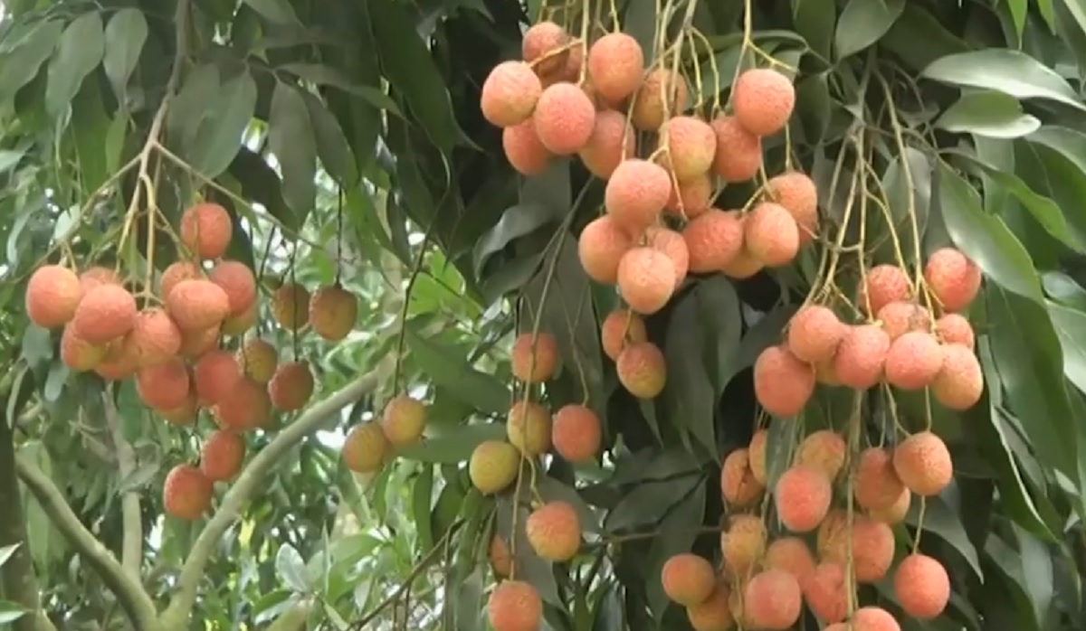 অকাল বৃষ্টিতেই দিনাজপুরে লিচুর বাম্পার ফলনের সম্ভাবনা, দ্রুতই আসবে বাজারে